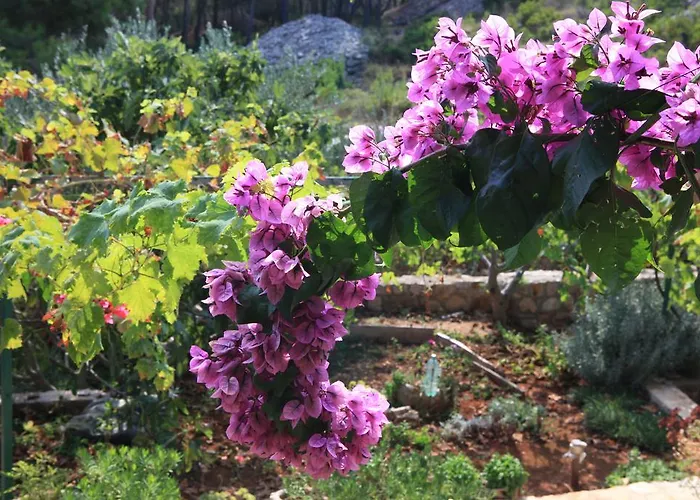 Robinson Luce Apartment Milna (Brac)